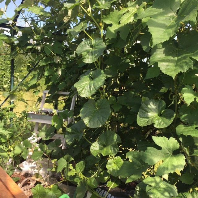 Bagvæggen med melon-planter og vinen