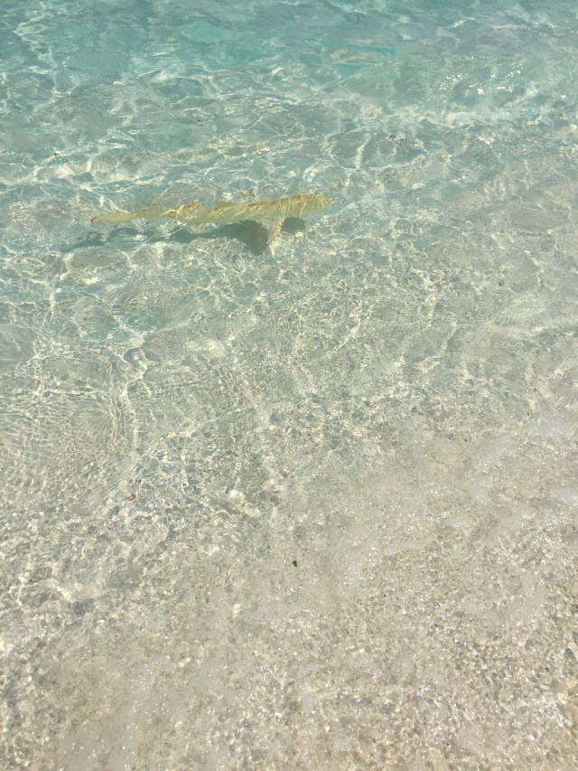 C81C721F-AEAA-4F02-B3D7-9A8495233C76